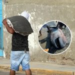 El tiburón megaboca que el Perú perdió: así se desperdició una joya científica en una playa de Piura