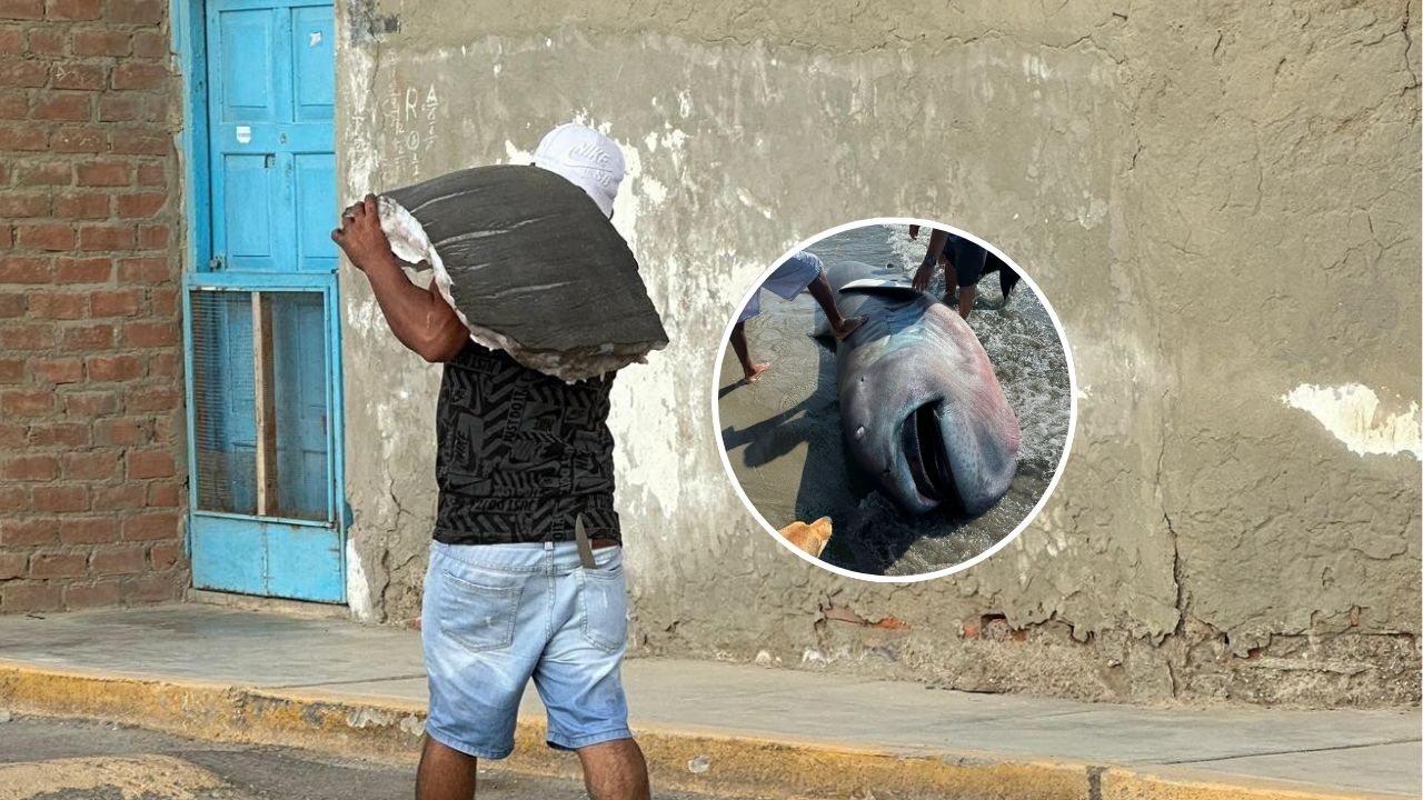 El tiburón megaboca que el Perú perdió: así se desperdició una joya científica en una playa de Piura